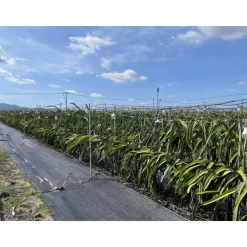 Anti Unkrautvlies 1,5x25m 50g