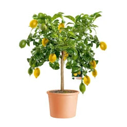 Übertopf Cilindro Bordato 12 cm