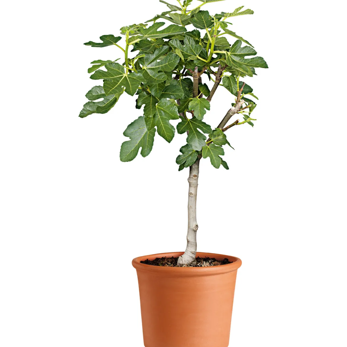 Übertopf Cilindro Bordato 12 cm