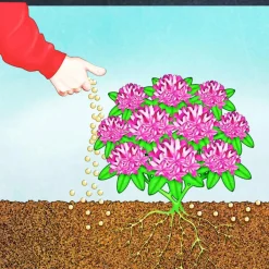 Compo BIO Rhododendron- und Hortensien Langzeit-Dünger mit Schafwolle 0,75 L