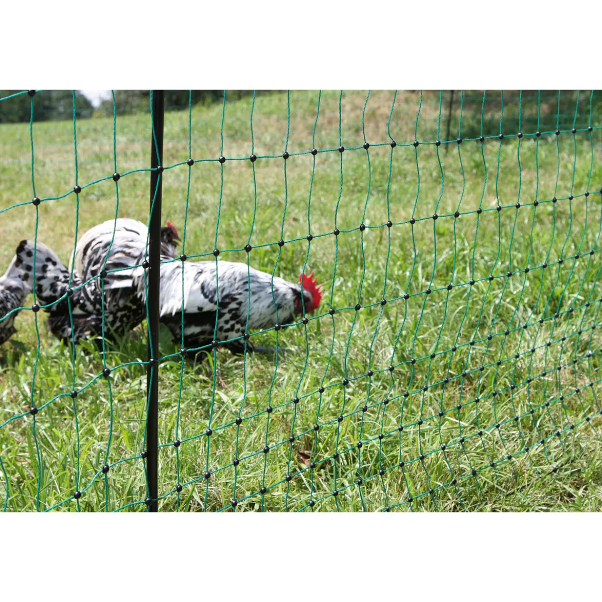 Geflügelnetz PoultryNet Doppelspitze 106 cm 50 m grün