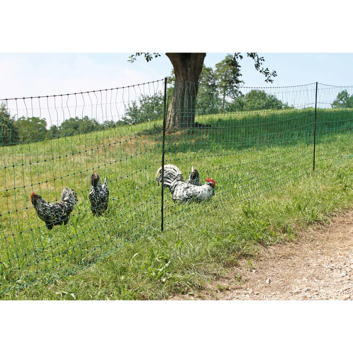 Geflügelnetz PoultryNet Doppelspitze 106 cm 50 m grün