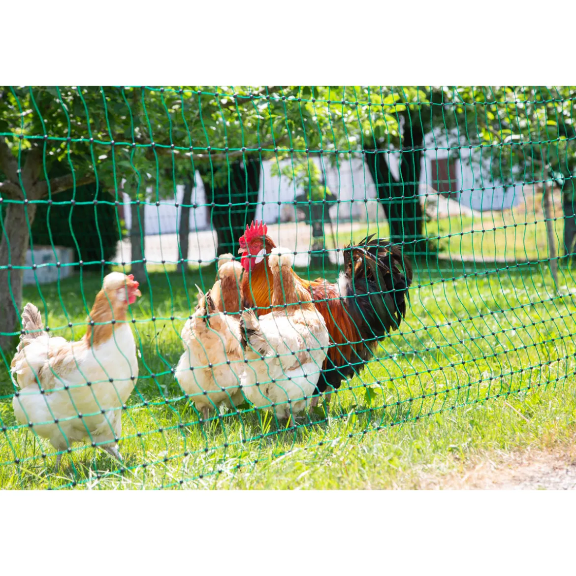 Geflügelnetz PoultryNet Doppelspitze 106 cm 50 m grün