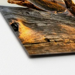 Glas-Art Drop On Wood 20 x 20 Glasbild