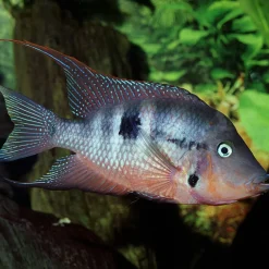 JBLPRONOVO CICHLID GRANO M 250ml CLICK