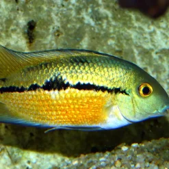 JBLPRONOVO CICHLID GRANO M 250ml CLICK