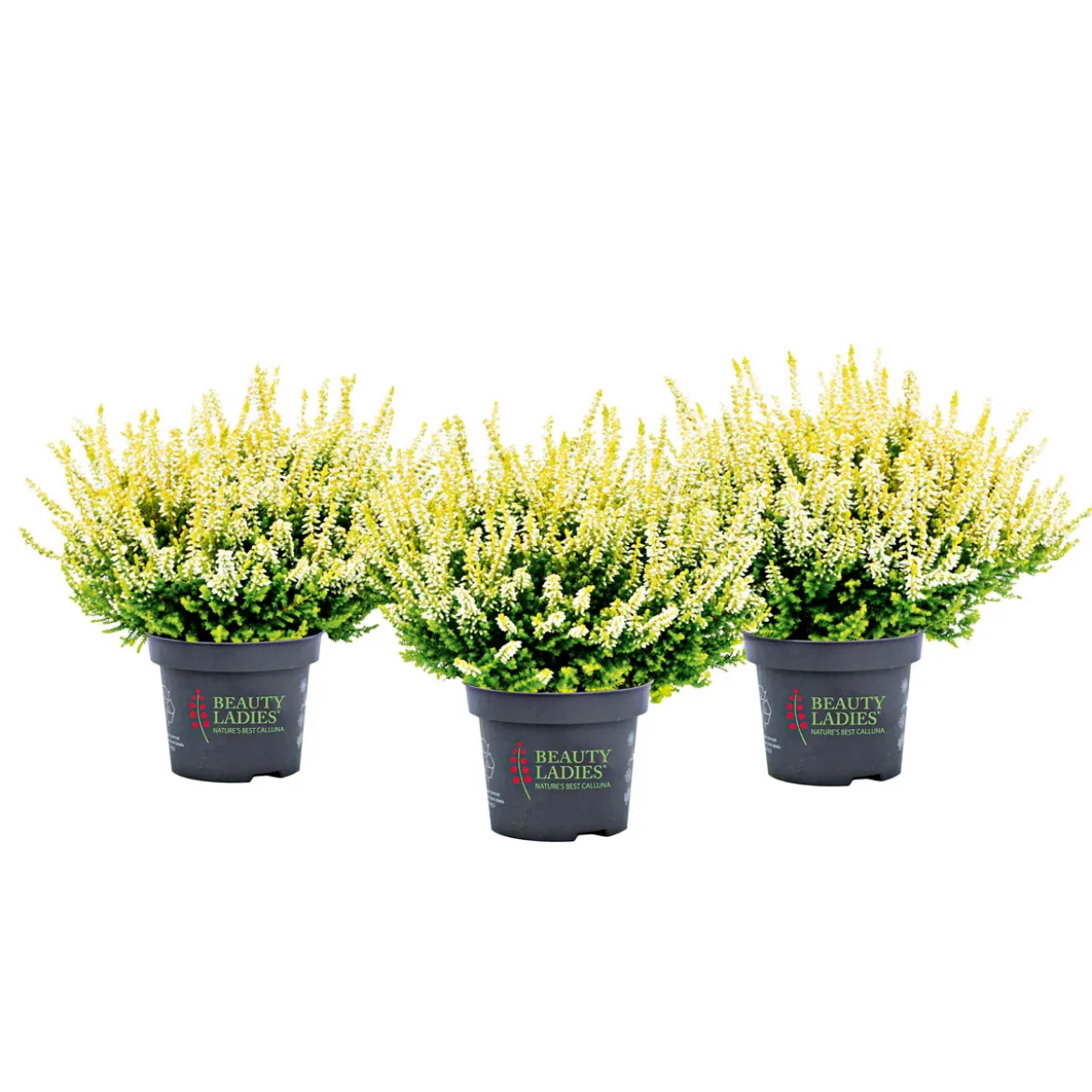 Knospenblüher Beauty Ladies Topf- Durchmesser 11 cm