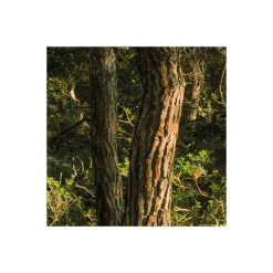KomarVlies Fototapete Blütenzauberwald 450x280 cm