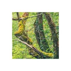 KomarVlies Fototapete Green Tales 400x250 cm