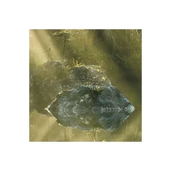 KomarVlies Fototapete Indulgence of Beauty 200x250 cm