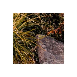 KomarVlies Fototapete Kingdom of a Mountain 450x280 cm