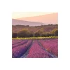 KomarVlies Fototapete Lavender Dream 450x280 cm
