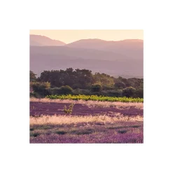 KomarVlies Fototapete Lavender Dream 450x280 cm