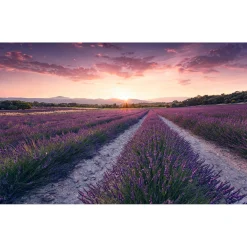 KomarVlies Fototapete Lavender Dream 450x280 cm