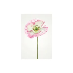 KomarWandbild Poppy 40x50 cm
