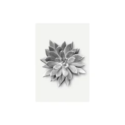 KomarWandbild Succulent Agave 50x70 cm
