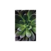 KomarWandbild Succulent Single 40x50 cm