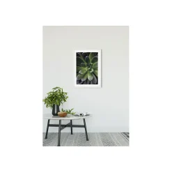 KomarWandbild Succulent Single 50x70 cm