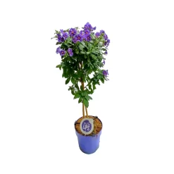 Mediterrane Stämme T19 4 Sorten
