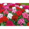 PlantiflorAlpenveilchen Topf Durchmesser 10,5 cm