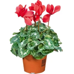 PlantiflorAlpenveilchen Topf Durchmesser 10,5 cm