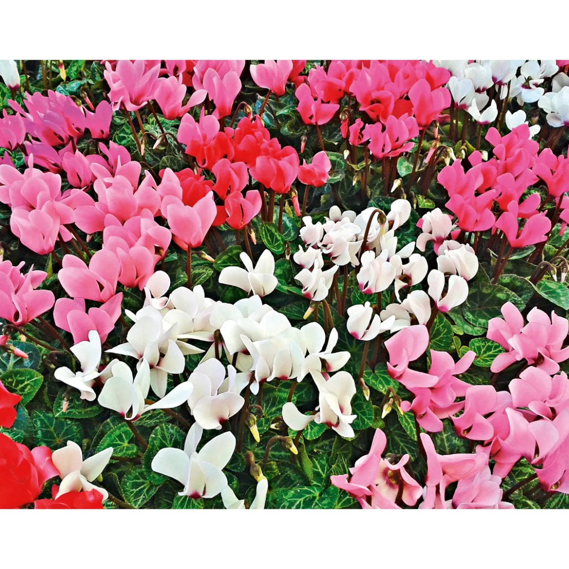 PlantiflorAlpenveilchen Topf Durchmesser 10,5 cm