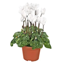 PlantiflorAlpenveilchen Topf Durchmesser 10,5 cm