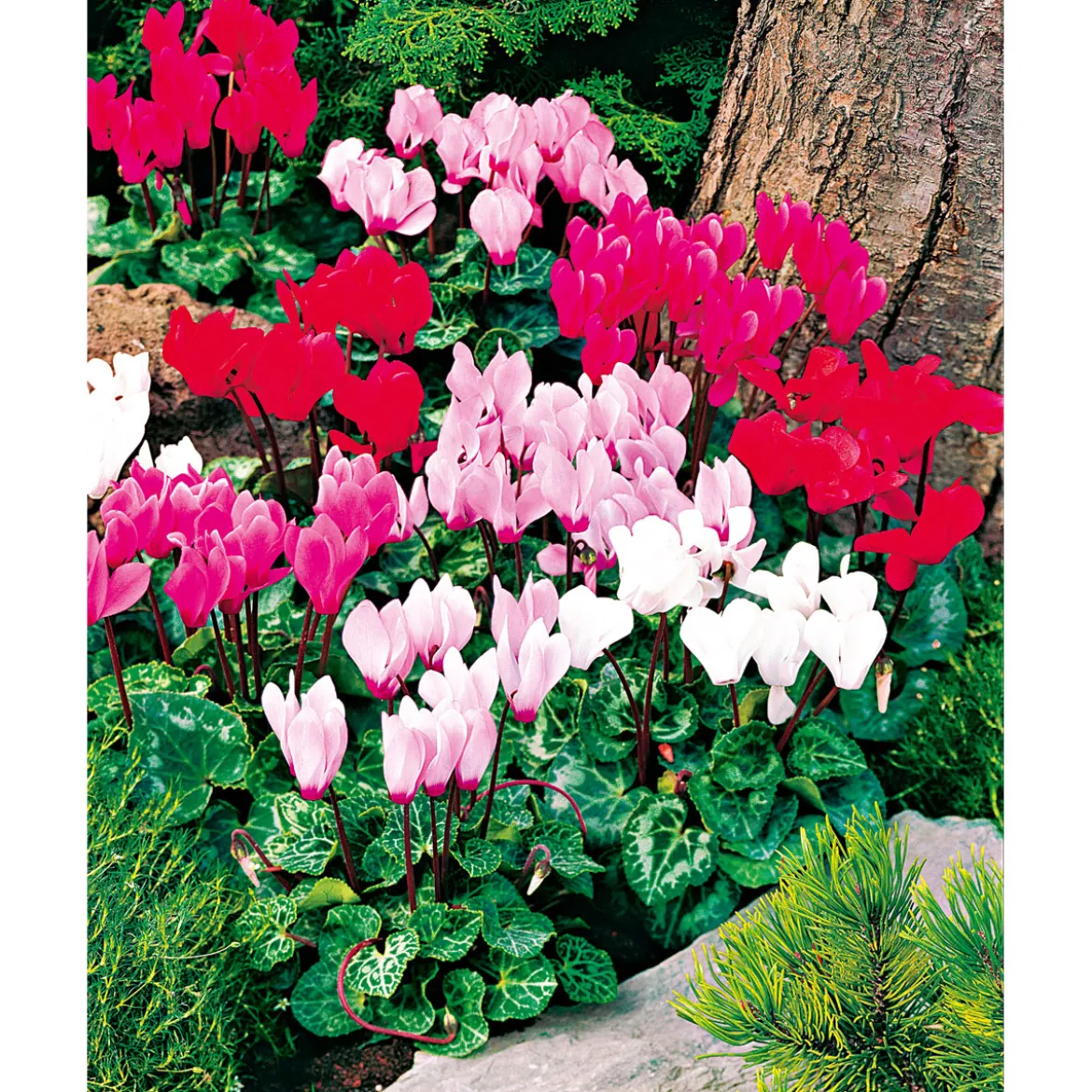 PlantiflorAlpenveilchen Topf Durchmesser 10,5 cm