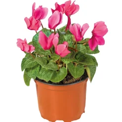 PlantiflorAlpenveilchen Topf Durchmesser 10,5 cm
