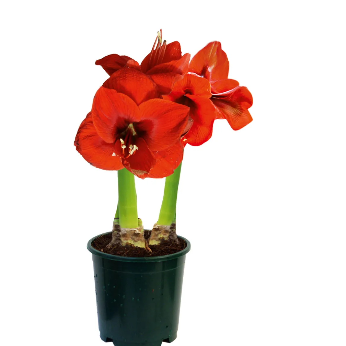 PlantiflorAmaryllis Topf Durchmesser 12 cm