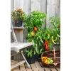 PlantiflorBalkongemüse Topf Durchmesser 11 cm