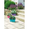PlantiflorBallonblume Ton in Ton Topf- Durchmesser 12 cm