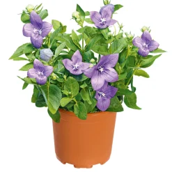 PlantiflorBallonblume Ton in Ton Topf- Durchmesser 12 cm