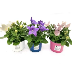 PlantiflorBallonblume Ton in Ton Topf- Durchmesser 12 cm