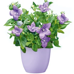 PlantiflorBallonblume Ton in Ton Topf- Durchmesser 12 cm
