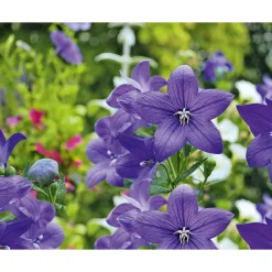 PlantiflorBallonblume Ton in Ton Topf- Durchmesser 12 cm
