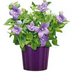PlantiflorBallonblume Ton in Ton Topf- Durchmesser 12 cm
