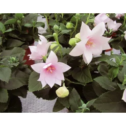 PlantiflorBallonblume Ton in Ton Topf- Durchmesser 12 cm