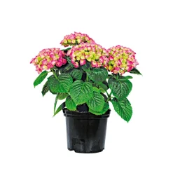 PlantiflorBauernhortensien versch Farben Topf Durchmesser 20 cm