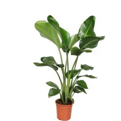 PlantiflorBaumstrelitzie Topf 19 cm