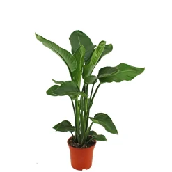 PlantiflorBaumstrelitzie Topf 19 cm