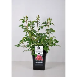 PlantiflorBeet-Duftrose rot Topf 23 cm