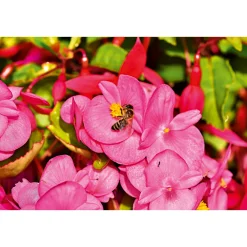 PlantiflorBegonie Durchmesser 13 cm