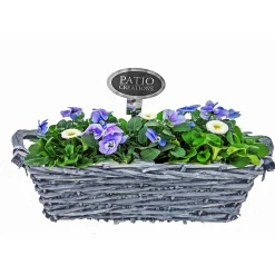 PlantiflorBepflanzte Gefäße rechteckig