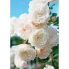 PlantiflorBodendeckerrosen Topf Durchmesser 13 cm