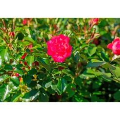 PlantiflorBodendeckerrosen Topf Durchmesser 13 cm