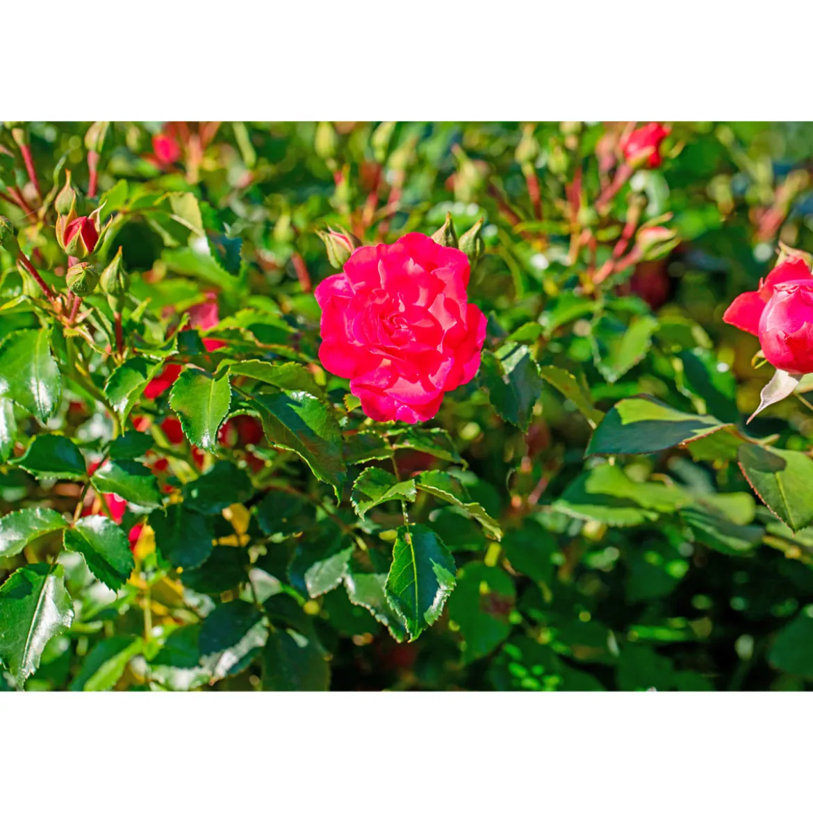 PlantiflorBodendeckerrosen Topf Durchmesser 13 cm