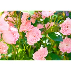 PlantiflorBodendeckerrosen Topf Durchmesser 13 cm