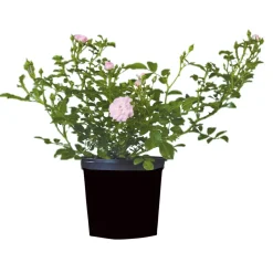 PlantiflorBodendeckerrosen Topf Durchmesser 13 cm