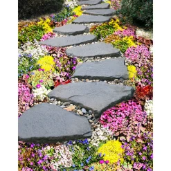 PlantiflorBodendecker-Stauden Pflasta la Vista Topf 13 cm